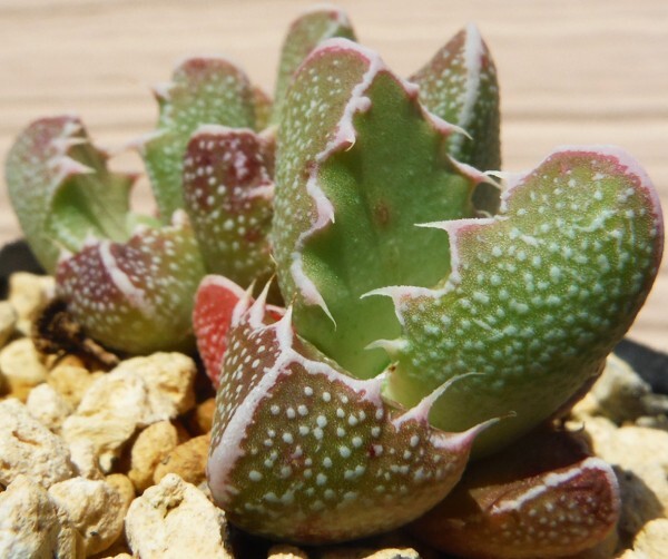 【種子を出品】◆　フォーカリア sp. Springbokvlakte Faucaria sp. 5粒/メセン/美牙の小型種_今にも食い付いてきそうです