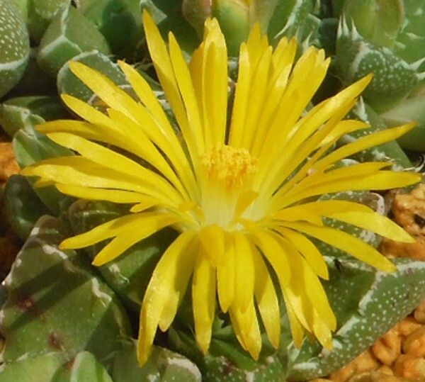 【種子を出品】◆　フォーカリア sp. Springbokvlakte Faucaria sp. 5粒/メセン/美牙の小型種_開花のイメージです