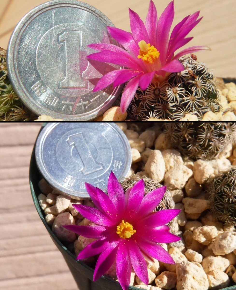 【種子を出品】◆　マミラリア ヘルナンデジー Mammillaria hernandezii 5粒/サボテン_開花のイメージです(硬貨はサイズ比較用)