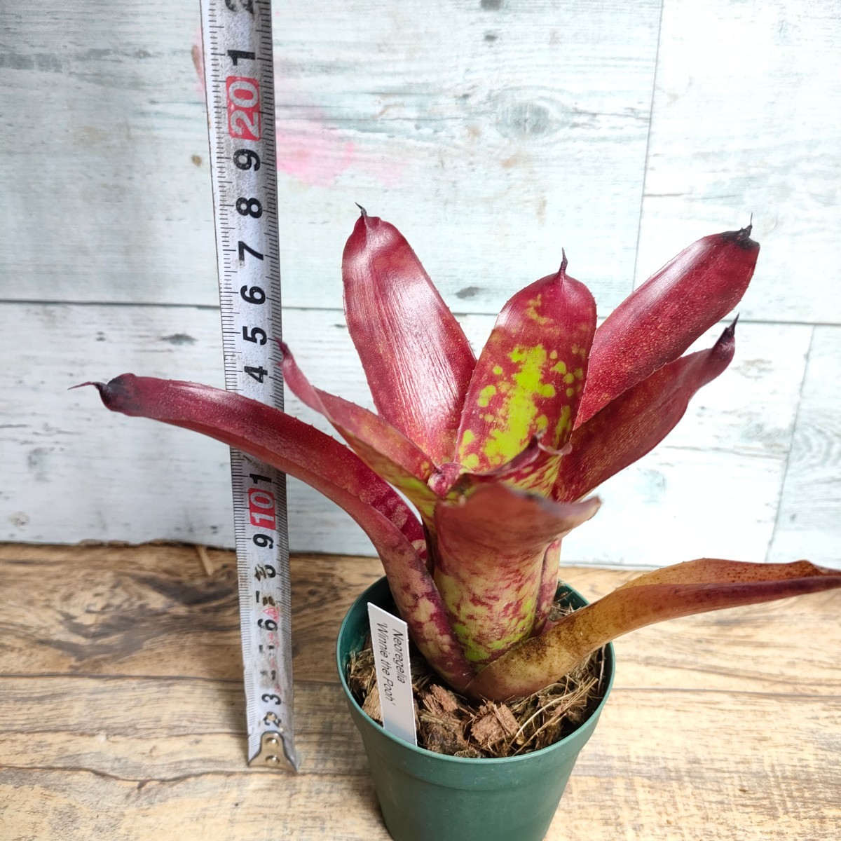 【現品】 ネオレゲリア ウィニー ザ プー neoregelia winnie the pooh 2.5号の画像3