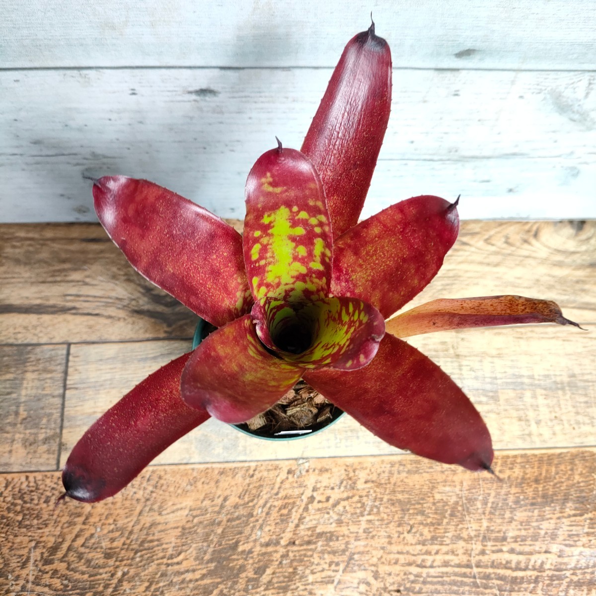 【現品】 ネオレゲリア ウィニー ザ プー neoregelia winnie the pooh 2.5号の画像5