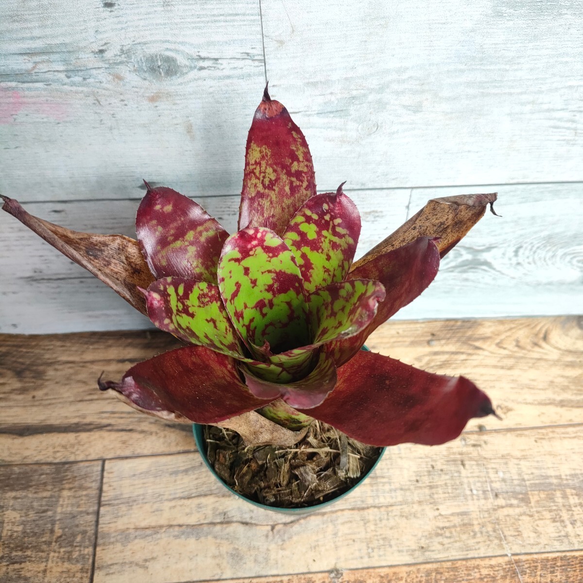 【現品】 ネオレゲリア ウィニー ザ プー neoregelia winnie the pooh 2.5号 2の画像1