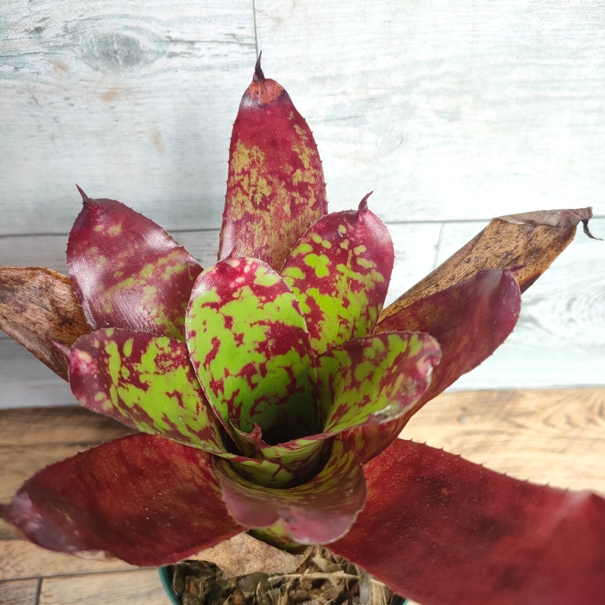 【現品】 ネオレゲリア ウィニー ザ プー neoregelia winnie the pooh 2.5号 2の画像3