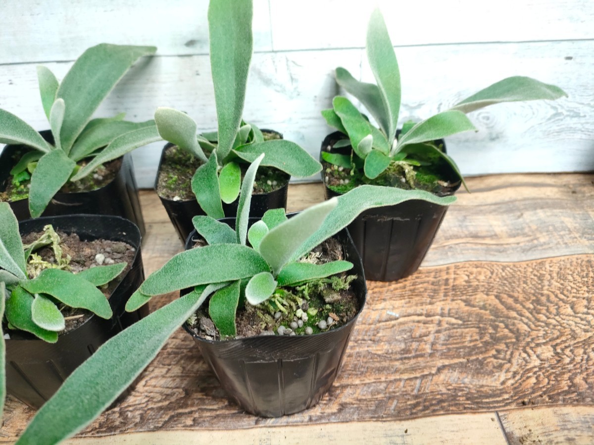 [6 stock set ] staghorn fern beach - vi -chi- Bay chi-Platycerium Veitchii decorative plant interior green 3 number 