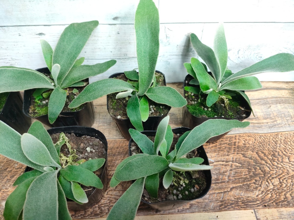 [6 stock set ] staghorn fern beach - vi -chi- Bay chi-Platycerium Veitchii decorative plant interior green 3 number 