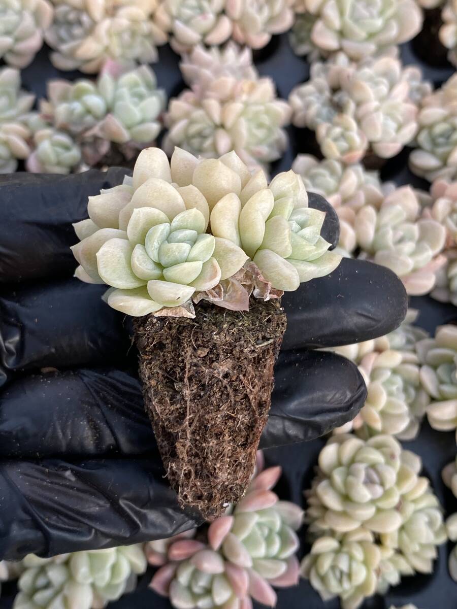 105株 X50-4多肉植物 エケベリア 美人超美苗 サボテン 観葉植物 花 園芸　レア種 土と根付きで_画像2