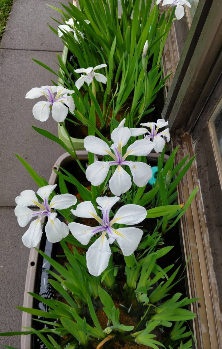 カキツバタ 白鷺 杜若 白 ビオトープ めだか ② の画像1