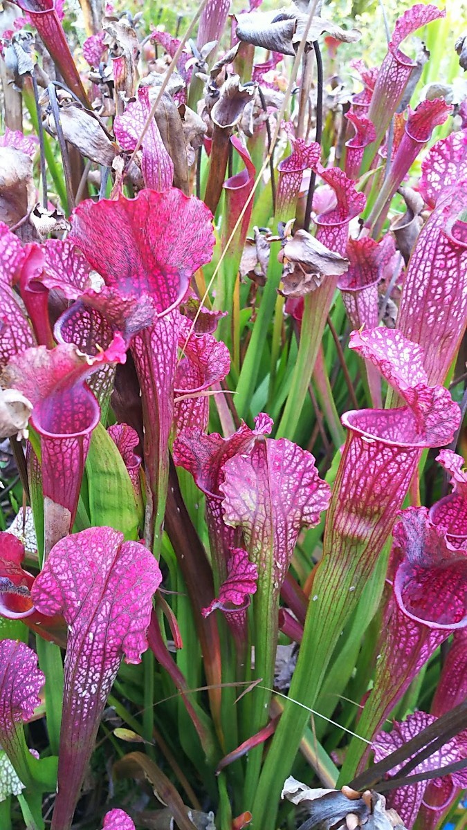 食虫植物　サラセニア レウコフィラ　レッド 株分け苗　1鉢_画像1