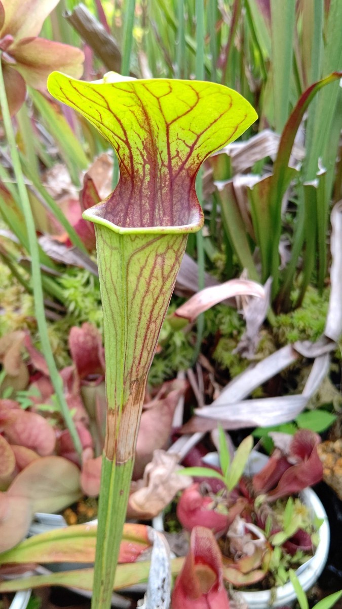 食虫植物　サラセニア オレオフィラ Pink Lip SL O 09 CK CK 小さめな株分け苗　1鉢_画像1