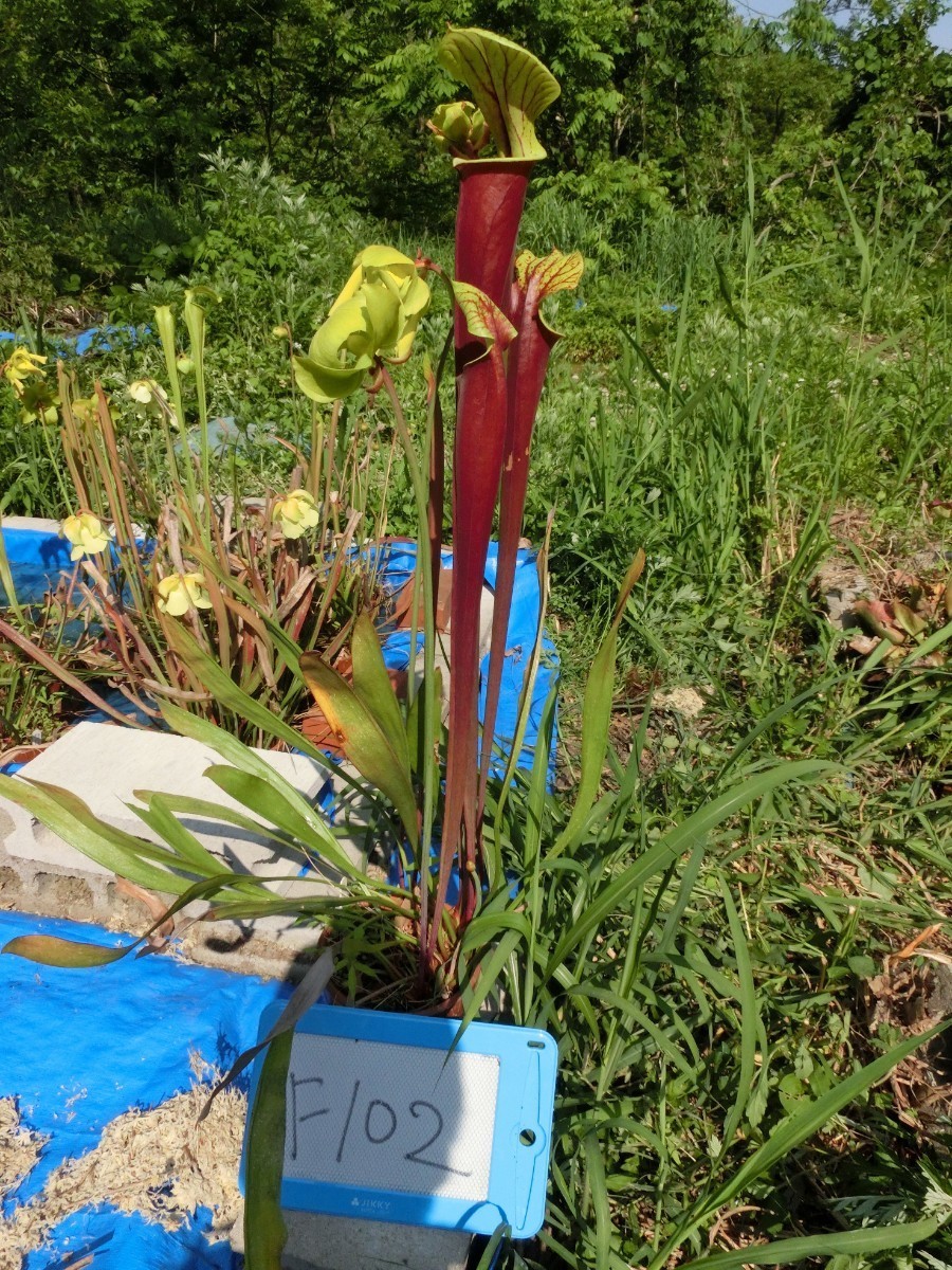 食虫植物　サラセニア フラバ var. rubricorpora　MK　F102 株分け苗　1鉢_画像1