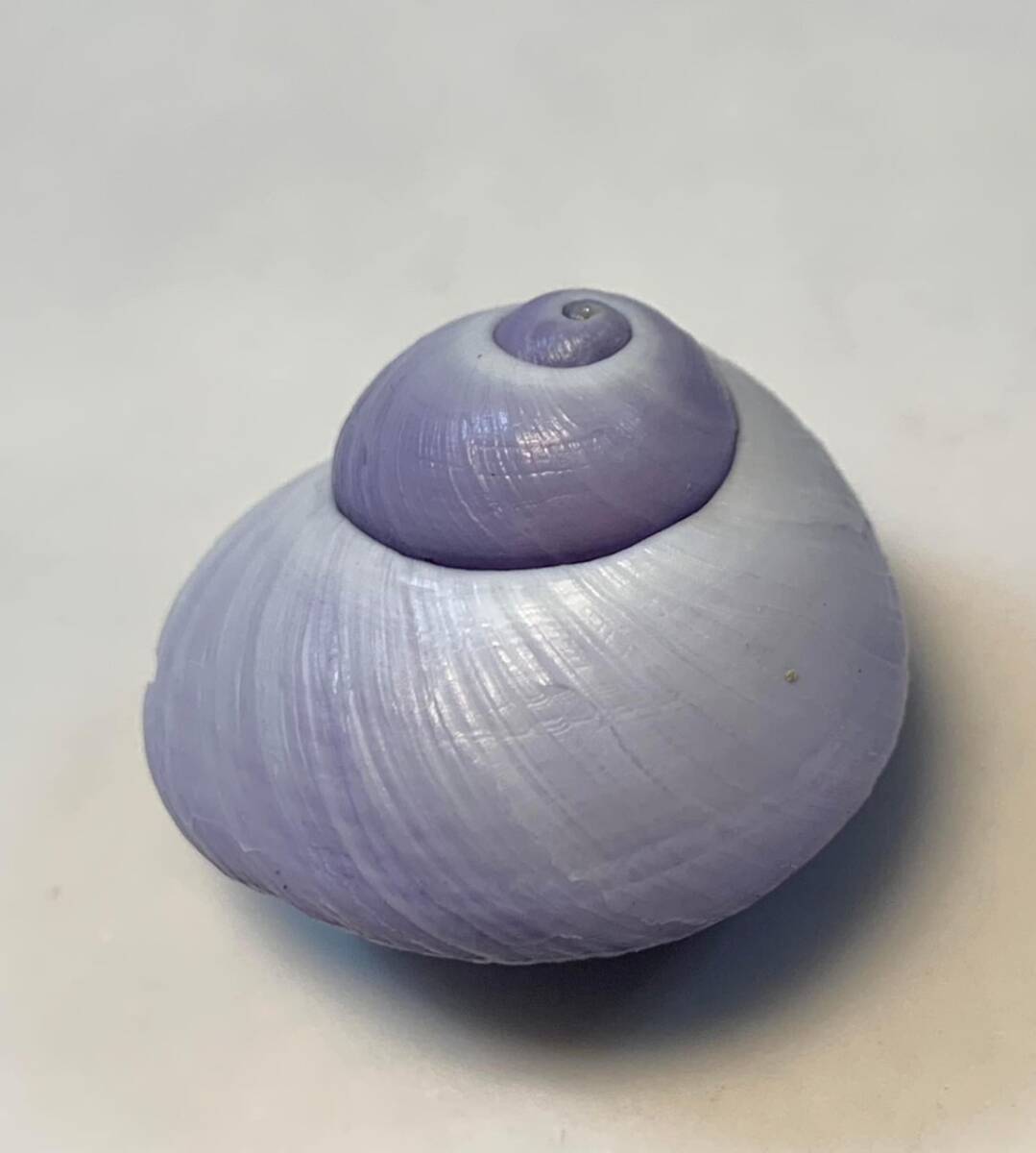 貝の標本 Janthina janthina 28.5mm.China_画像2
