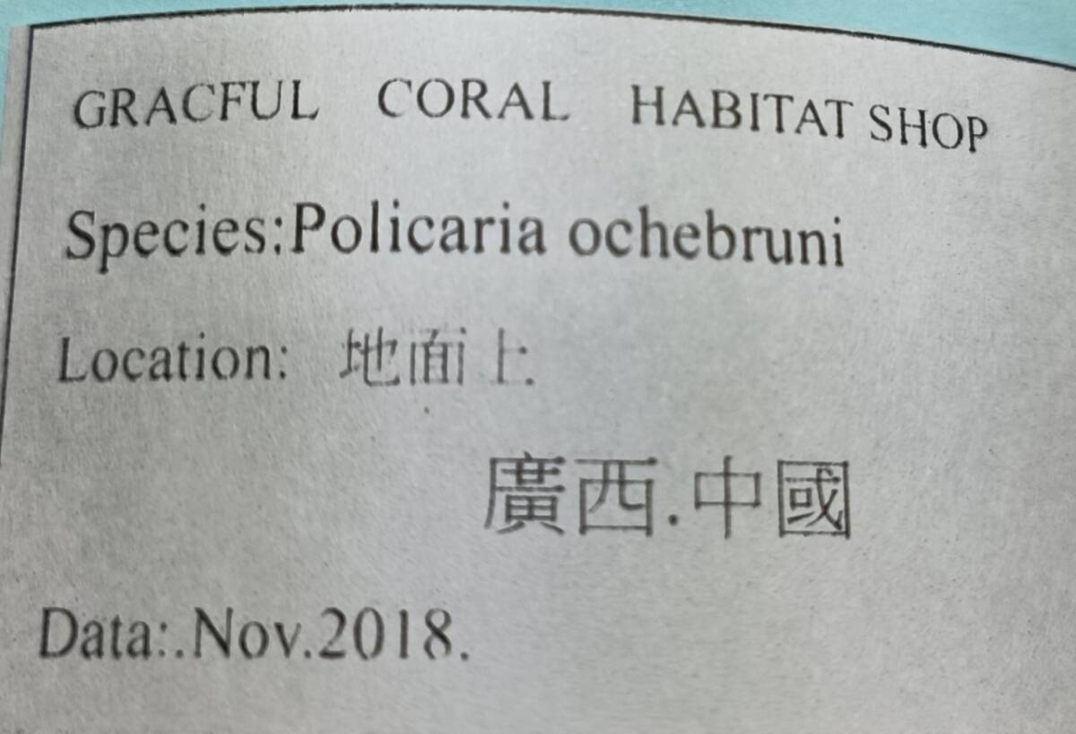 貝の標本 Policaria ochebruni 41.1mm.w/o.big _画像1