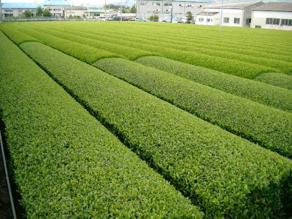 送料無料 2023年産 (品種つゆひかり かぶせ茶）粉茶 静岡県産 ２００g×３袋 カテキン 深蒸し茶 緑茶  Green tea の画像2