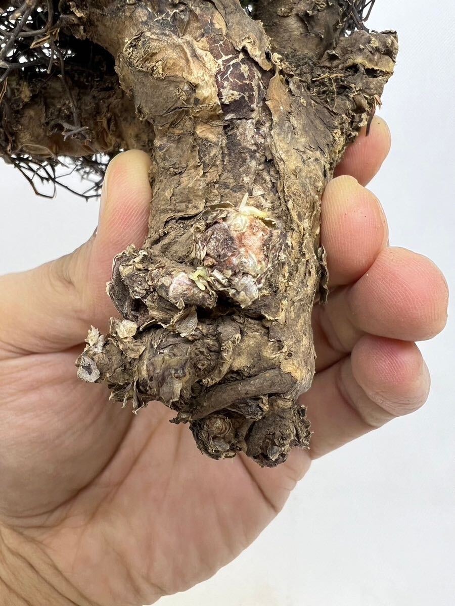 60 輸入株 発根ありTylecodon reticulatus チレコドン・レティキュラーツス 万物想 塊根植物 サボテン 多肉植物 コーデックス_画像6