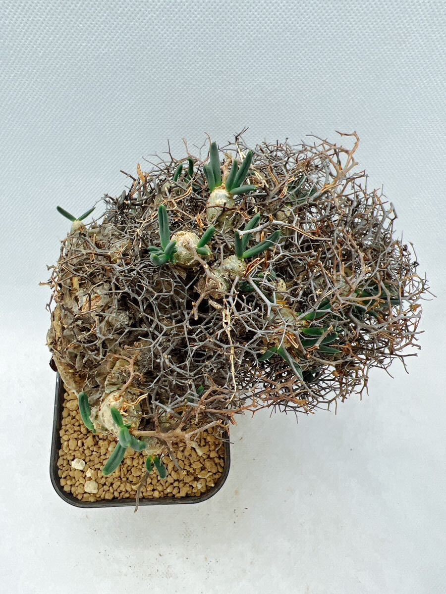 63 輸入株 発根ありTylecodon reticulatus チレコドン・レティキュラーツス 万物想 塊根植物 サボテン 多肉植物 コーデックス_画像5