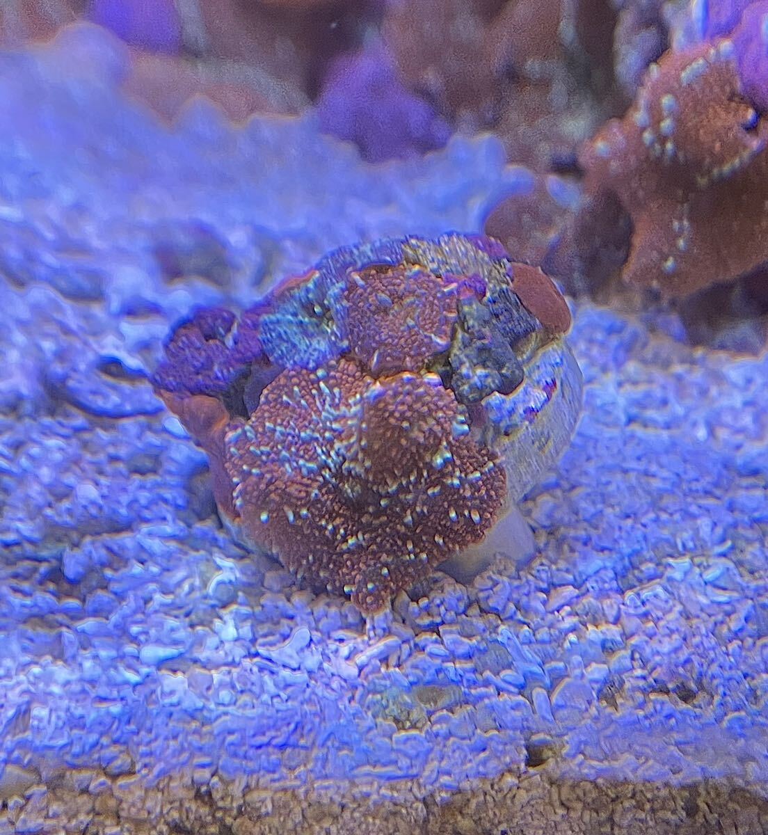 ディスクコーラル マルチカラー フラグ活着 サンゴの画像3
