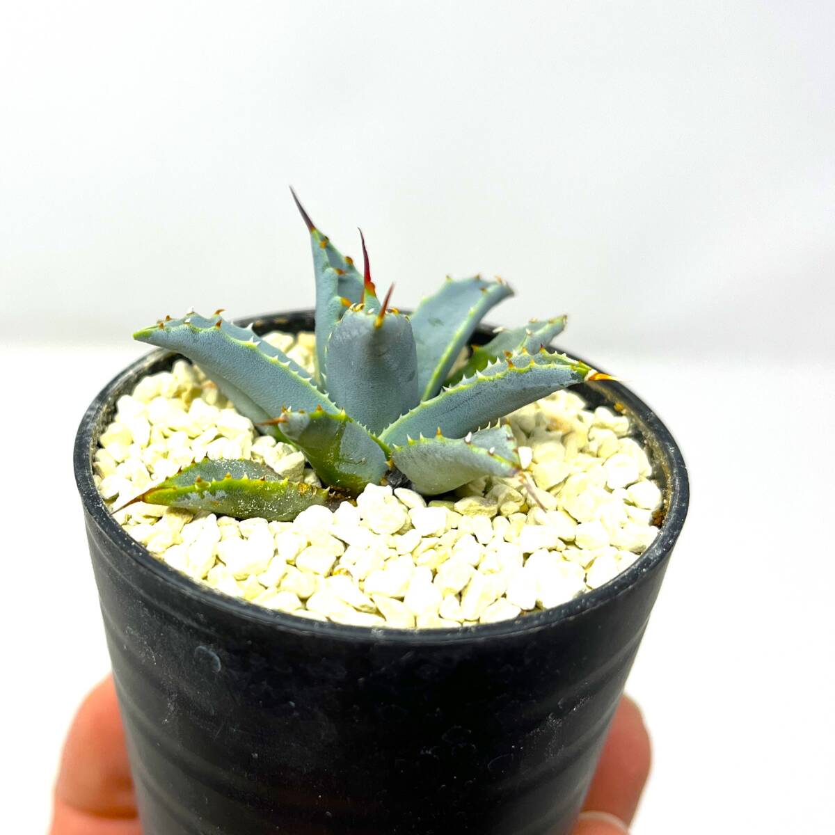 ★Agave uthaensis var. nevadensis★アガベ ユタエンシス ネバデンシス★実生株★_画像4