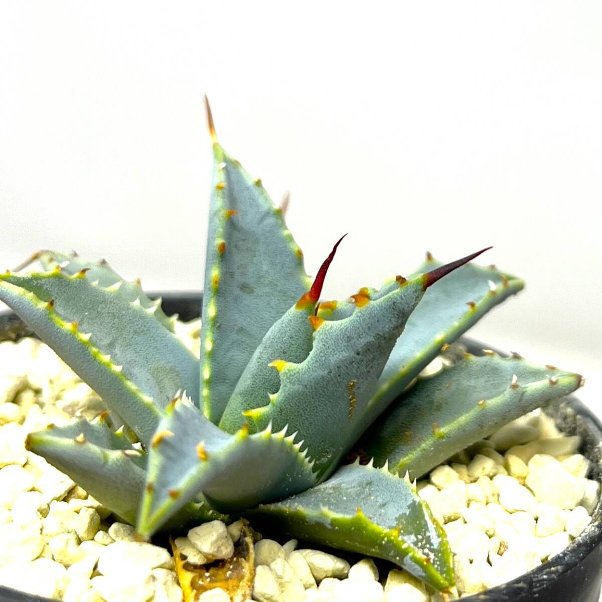 ★Agave uthaensis var. nevadensis★アガベ ユタエンシス ネバデンシス★実生株★_画像7