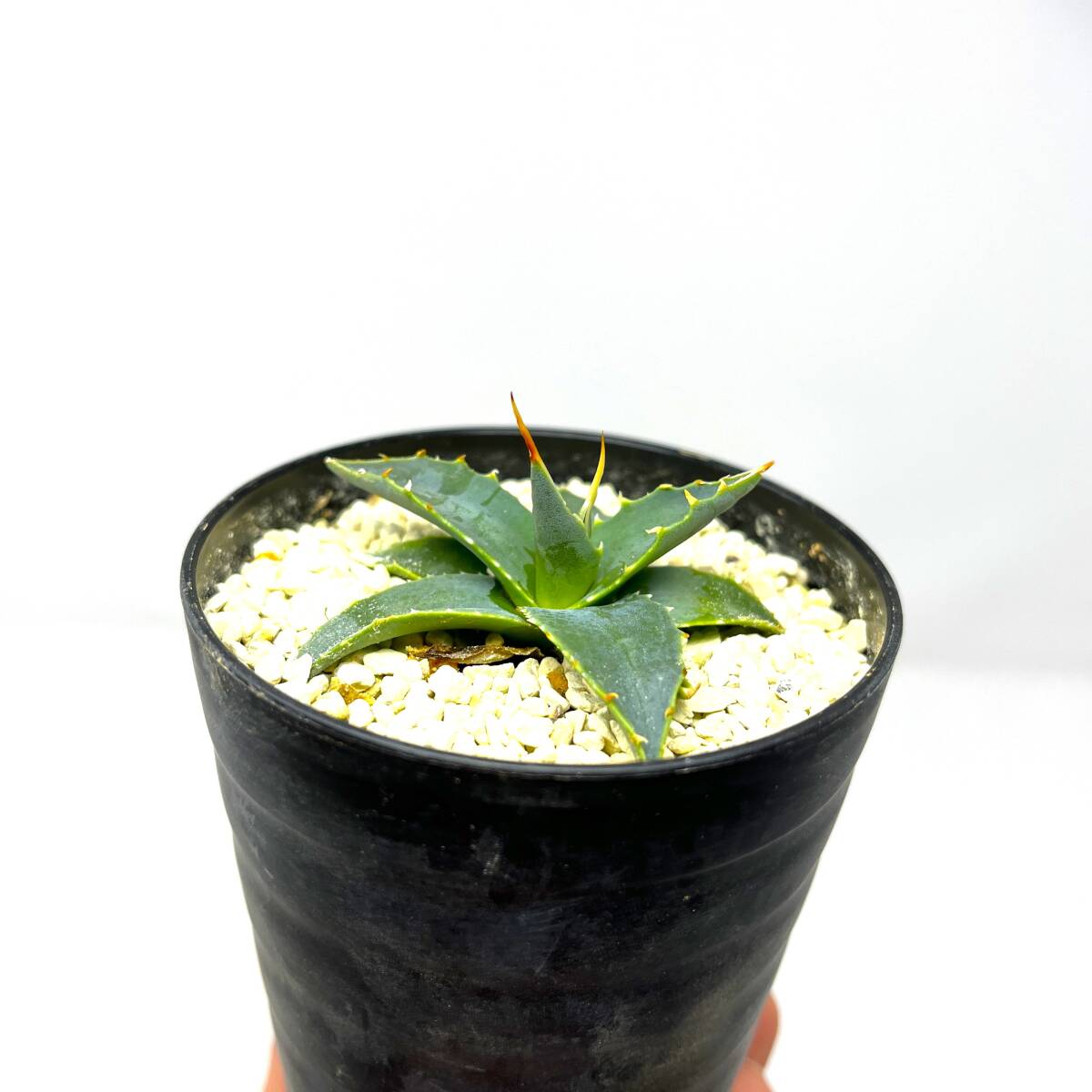 Agave uthaensis var. eborispina★アガベ ユタエンシス エボリスピナ★実生株★_画像4