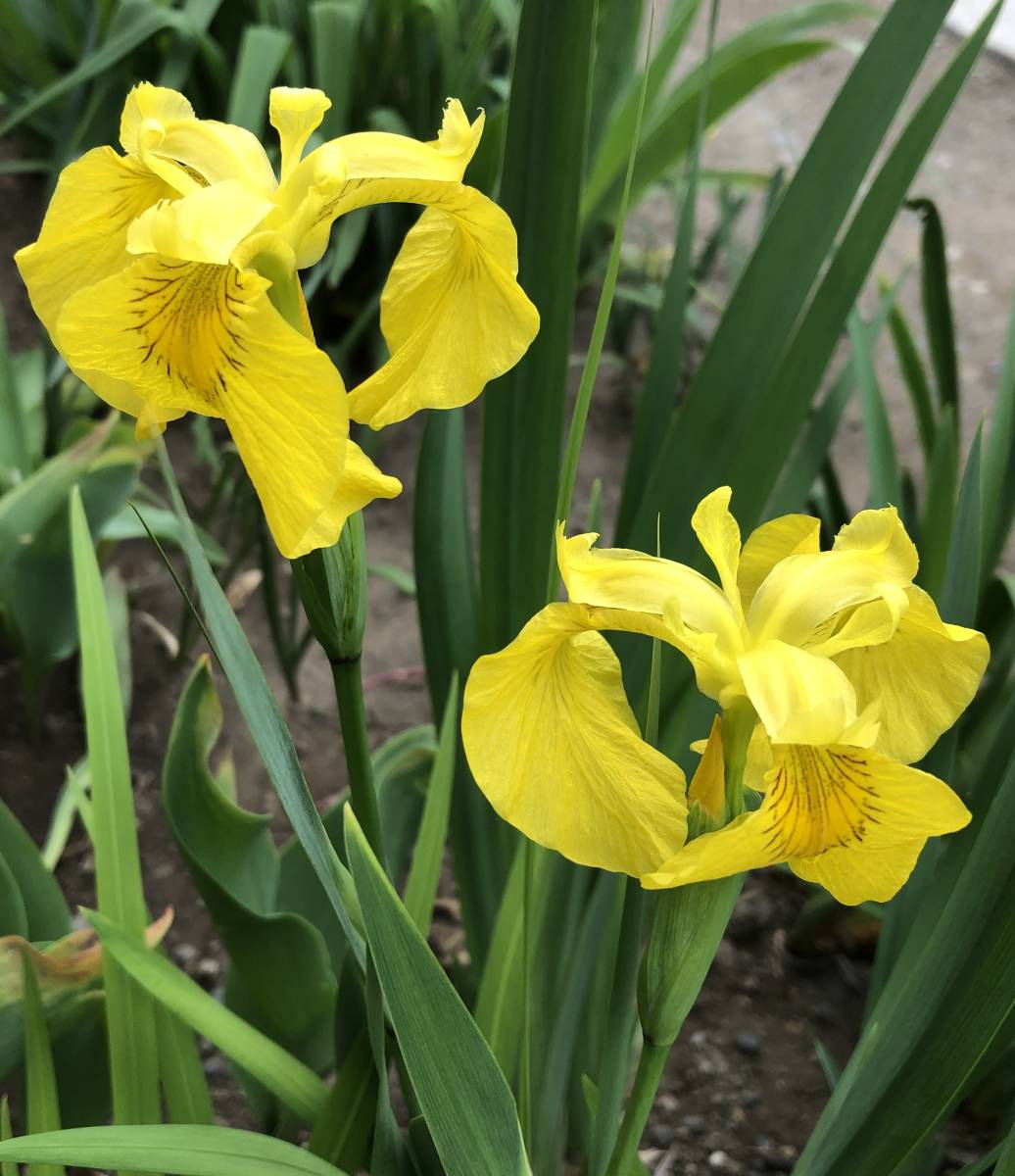 即決☆あやめ☆アヤメ☆黄色または紫色または黄と紫の混合色が有☆５球根☆草丈30～５０ｃｍ位☆多年草☆第４種郵便☆_画像1