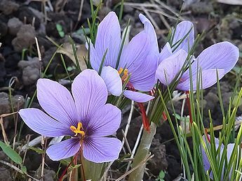 即決☆地植クロッカス球根５個セット☆紫色又は白色の花☆高さ10～13ｃｍ位☆第４種郵便☆の画像2