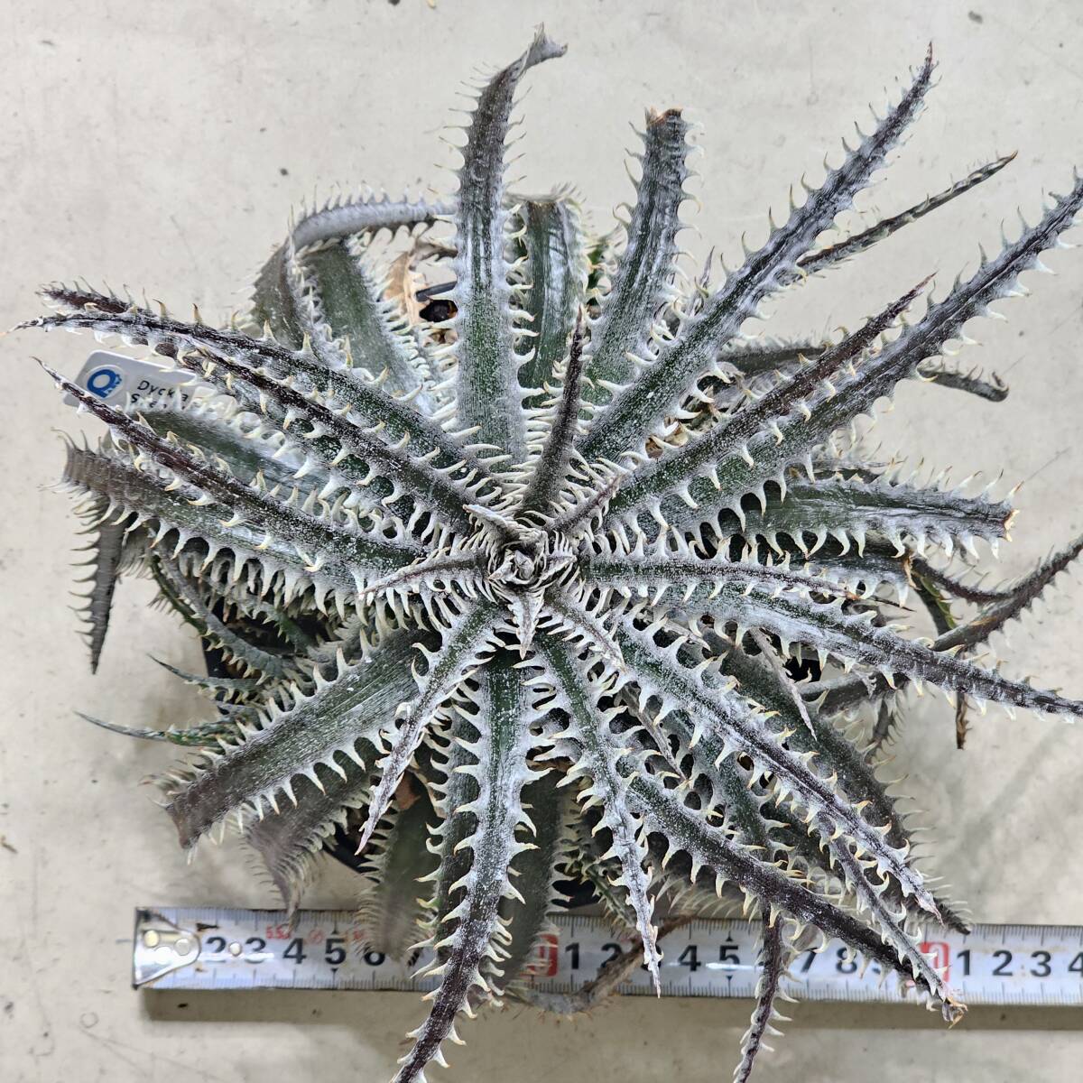 格安スタート ディッキア ハデス Dyckia Hades Sueb Hybrid 子株付き親株の画像4