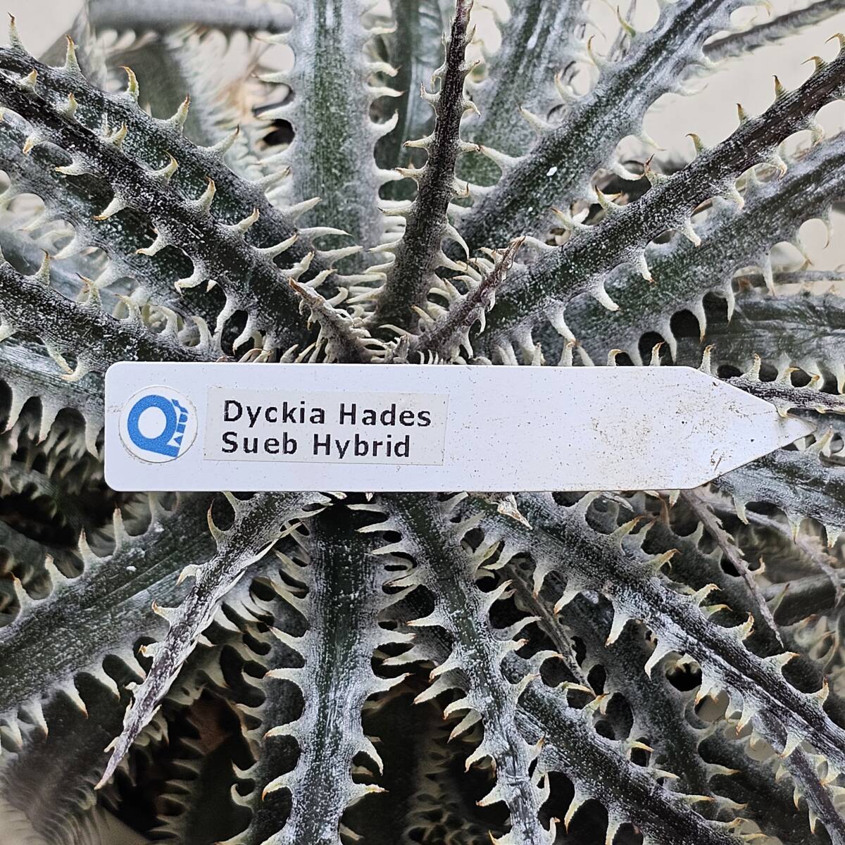 格安スタート　ディッキア ハデス Dyckia Hades Sueb Hybrid 子株付き親株_画像5