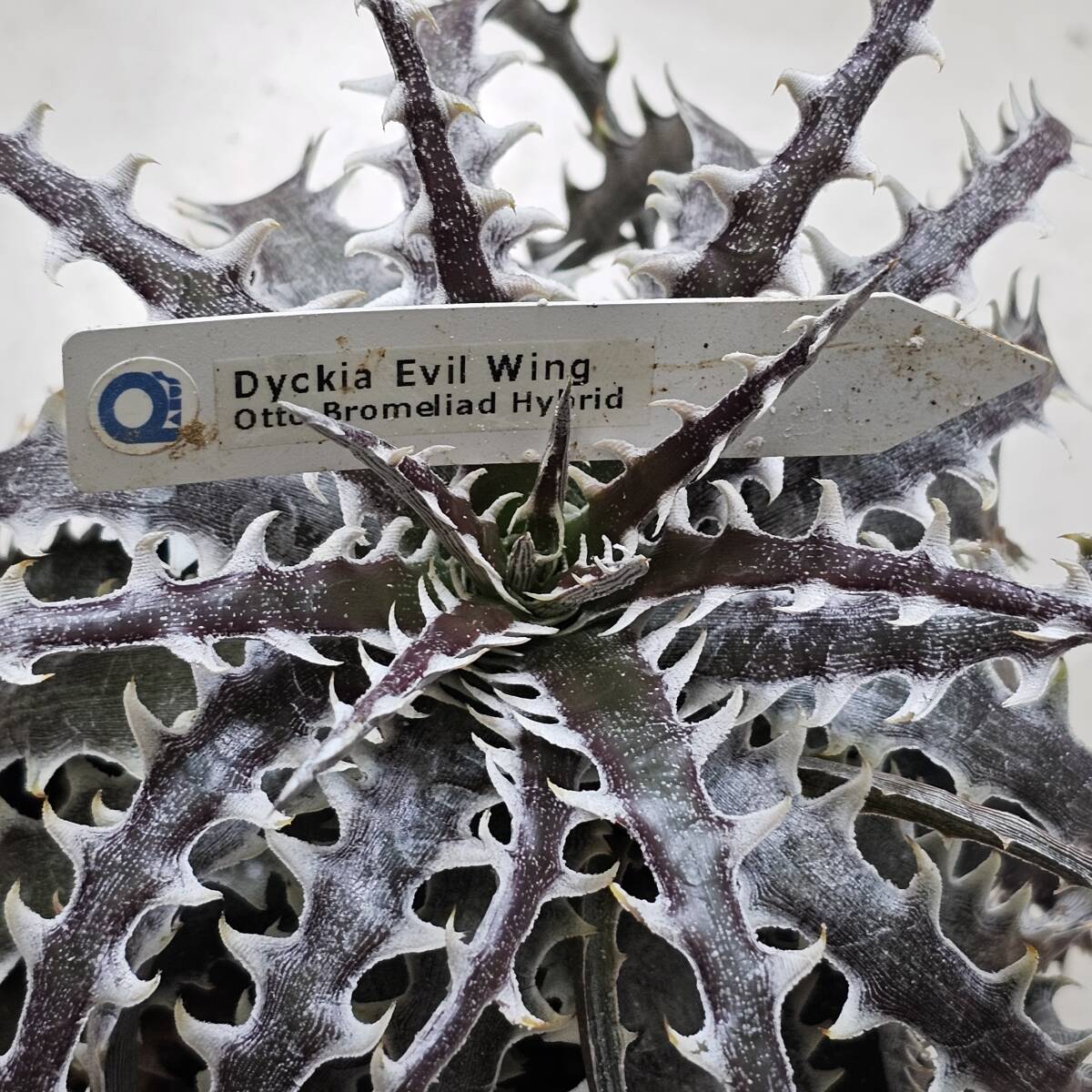 Dyckia Evil Wing　イーブルウイング（イービルウィング） otto Bromeliad Hybrid ディッキア　親株_画像4