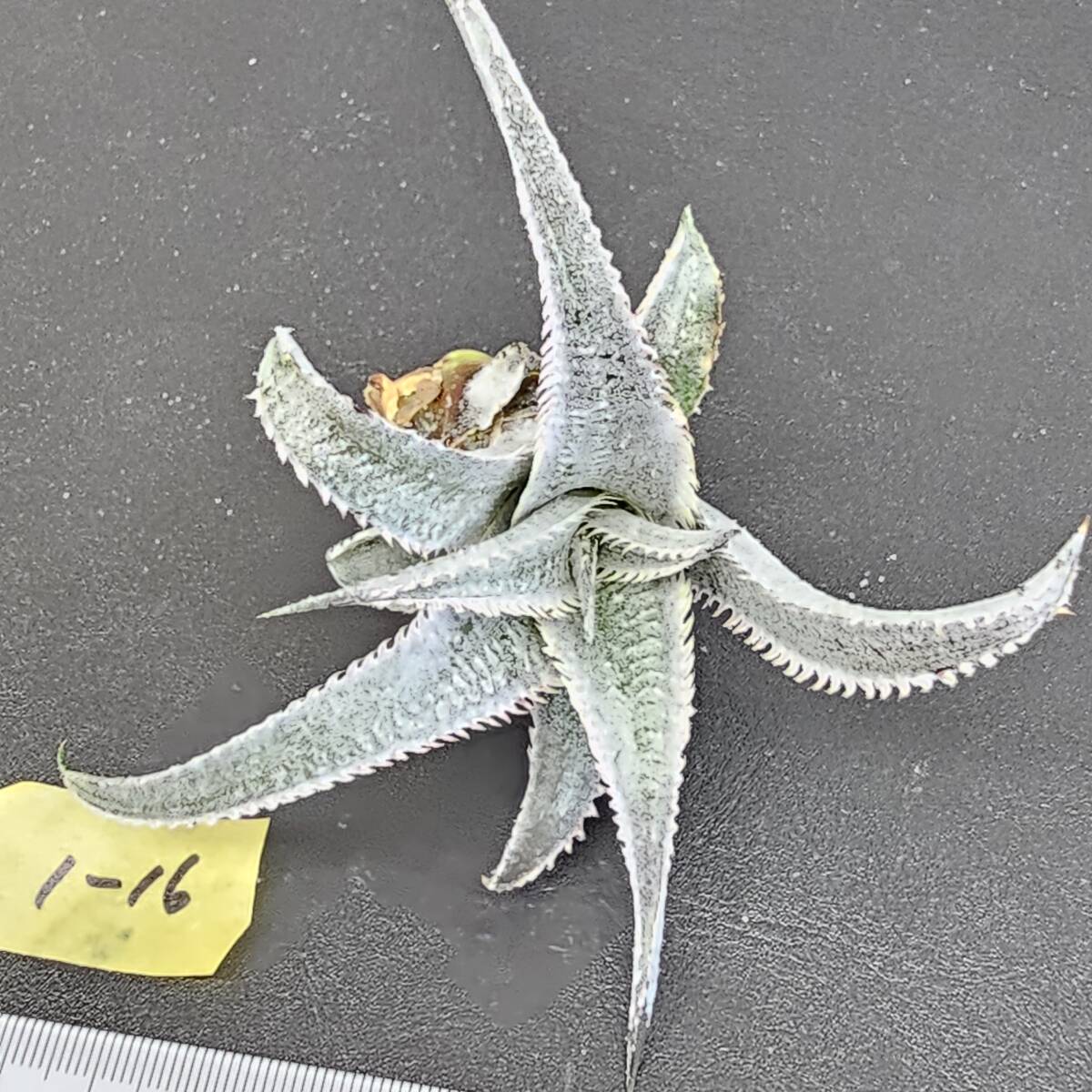 ピンク　ディッキア　ピンクスパイン　Dyckia ML pink spine　子株　ベアルート　　整理1-19_画像4