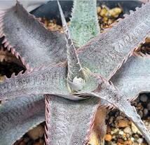 ピンク　ディッキア　ピンクスパイン　Dyckia ML pink spine　子株　ベアルート　　整理1-19_画像3