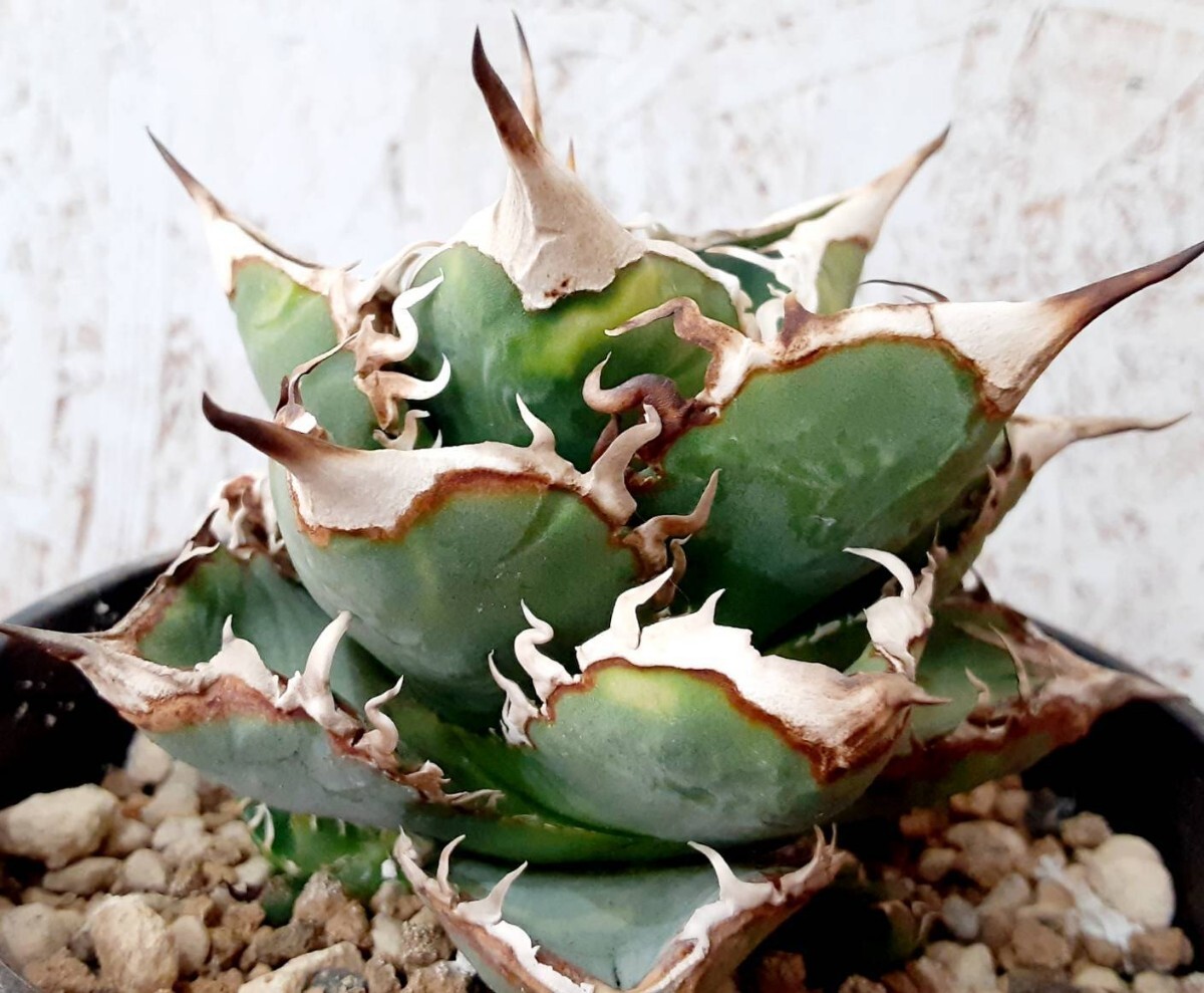 アガベ 【sierra mixteca white thorns compact 子株】 チタノタ オテロイ CJ株の画像1