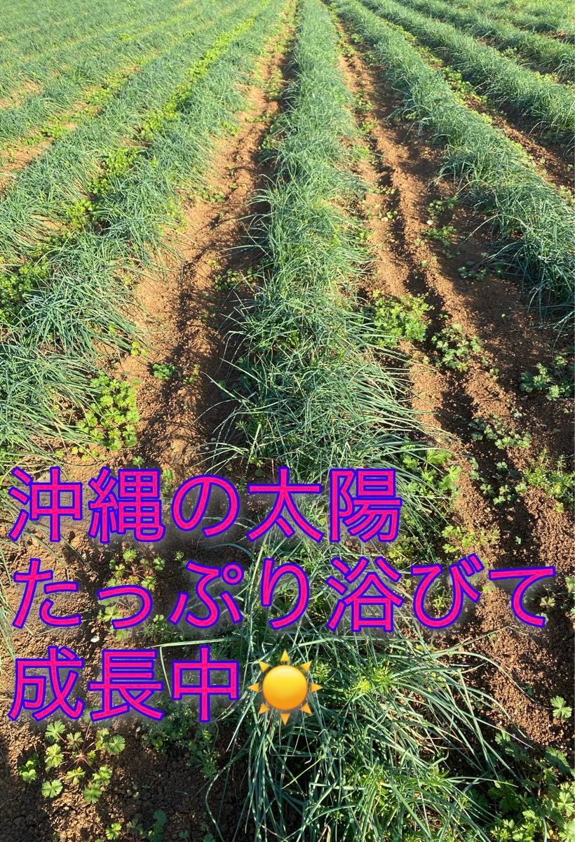 当日収穫　沖縄県産　島らっきょう　細め　500g 土・根付