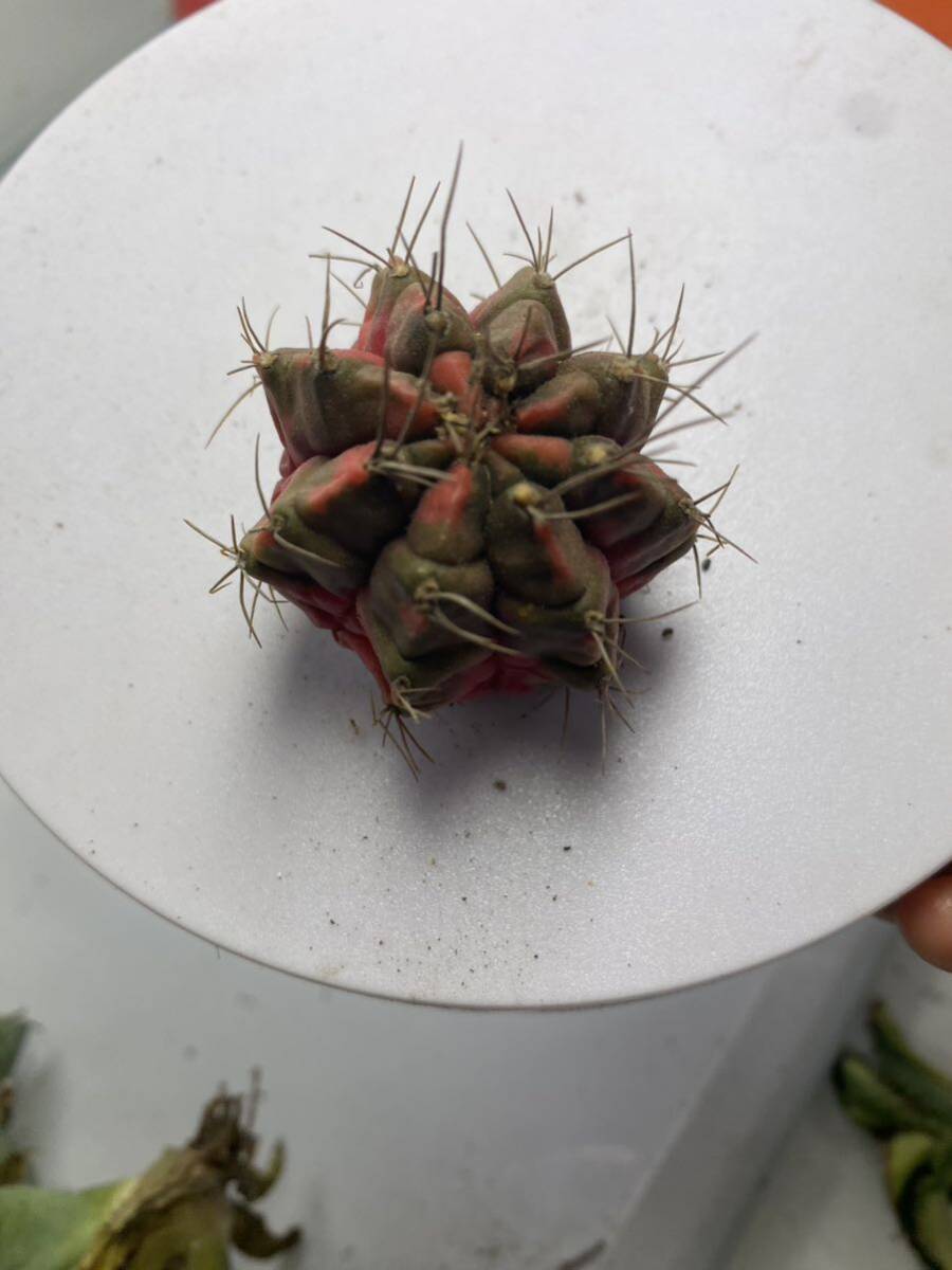 サボテン　多肉植物 牡丹錦 開花 強刺　DY1_画像1