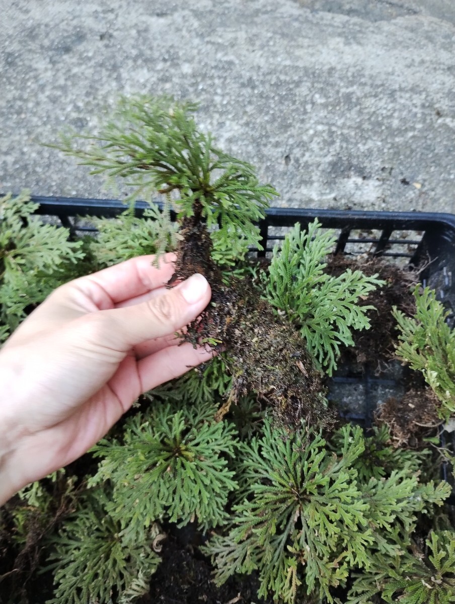 E rock pine rock hibaiwahiba large amount stock moss natural fields and mountains grass garden bonsai 