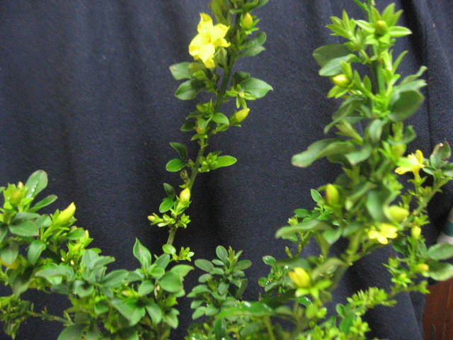◆美しい黄色花　　雲南黄梅/オウバイ(C)　H=46cm 　4,5号鉢植え_画像2