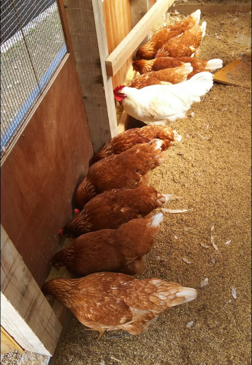 ボリスブラウン 鶏 有精卵16個 放し飼い_画像7