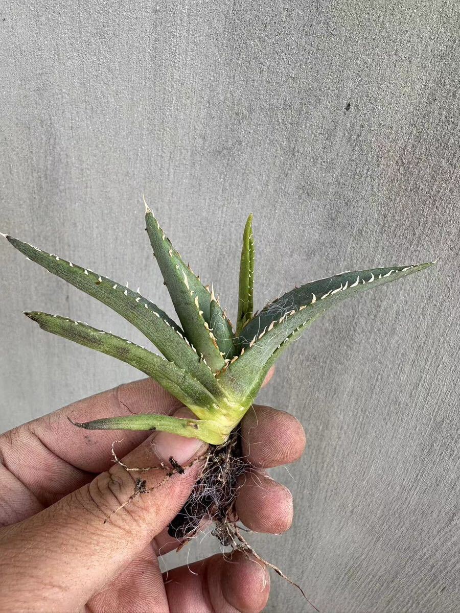 【GAR園藝】R-2 特選 アガベ 多肉植物 チタノタ帝君 agave emperor 狂刺 背棘 激レア高級品種 強棘株 50株の画像5