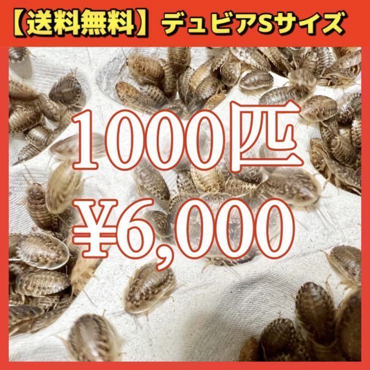 【デュビアS】1000匹＊送料無料！スピード配送！_画像1