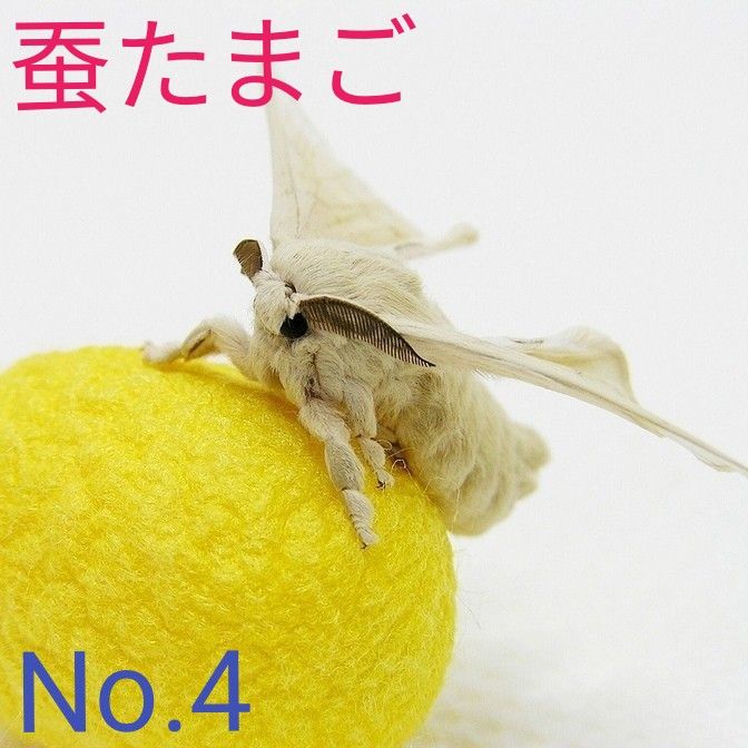 No.4蚕卵　かいこ　カイコ　卵　自由研究