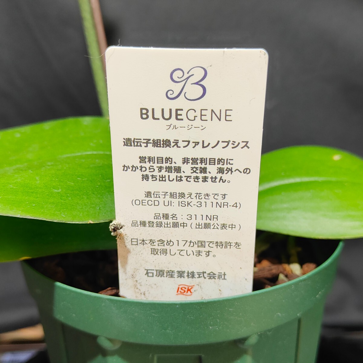 洋蘭 ブルージーン 【BLUE GENE】 胡蝶蘭 ファレノプシス 「花芽あり」_画像5