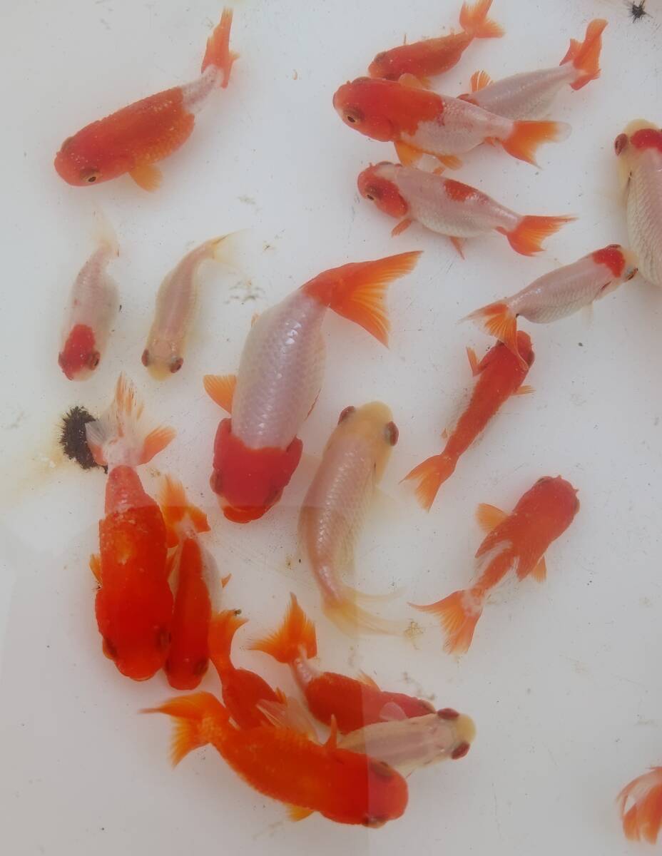  Uno group golgfish 3 -years old 30 pcs sharing equipped 