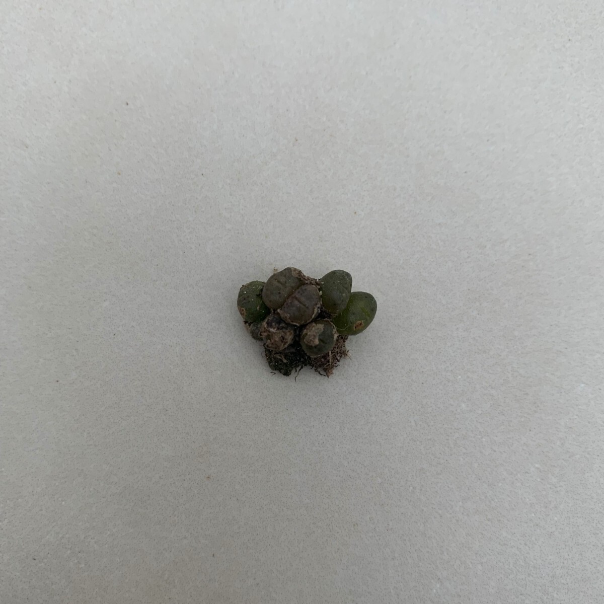 G110 コノフィツム　Conophytum rugosum 　多肉植物 (写真の苗全部)7点_画像2