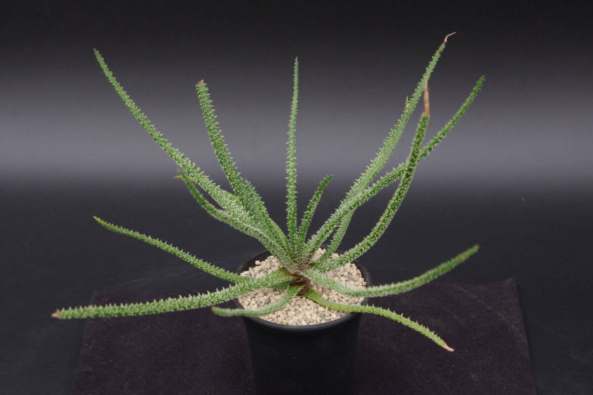 Yahoo!オークション - アロエ デリカティフォリア Aloe Yahoo!オークション - アロエ デリカティフォリア Aloe