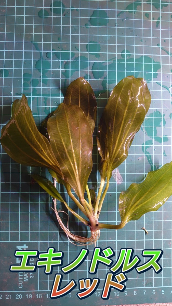  Echinodorus красный подводный лист изображение реальная (настоящая) вещь АО 