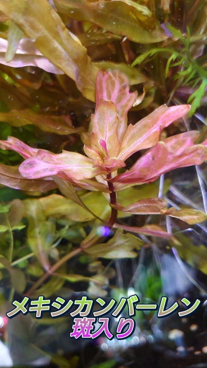 メキシカンバーレン　斑入り　水中葉　8~15cm前後　5本_画像1