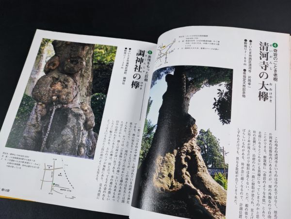 2004年初版【埼玉 巨樹紀行】木と撮る/樹を語る/_画像4