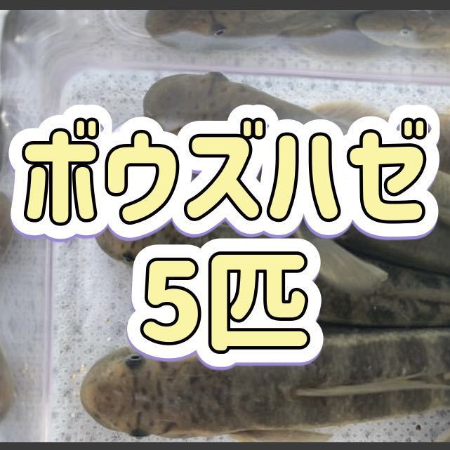 ボウズハゼ Sサイズ（4〜7cm前後） 5匹セット 河川中流域 神奈川県 コケ取り 混泳OK 【送料無料 即決】の画像1