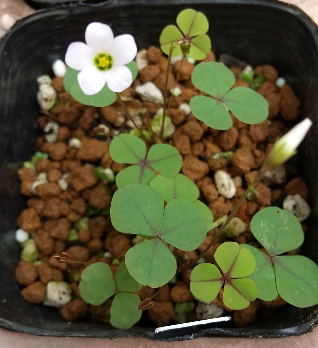 Oxalis orbicularisの球根_画像2