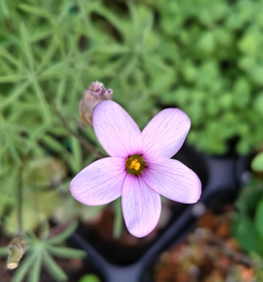 Oxalis engleriana. луковица 