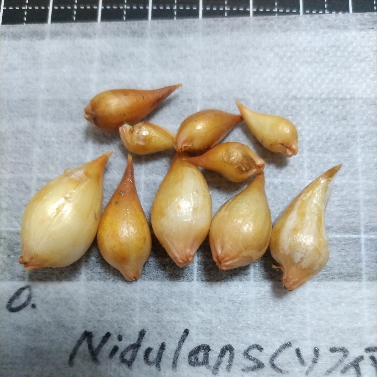 Oxalis Nidulans( sophia ). bulb 